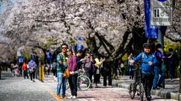People walk beneath the cherry blossoms in full bloom along a street in Seoul on April 3, 2023. (Photo by ANTHONY WALLACE / AFP) (Photo by ANTHONY WALLACE/AFP via Getty Images)