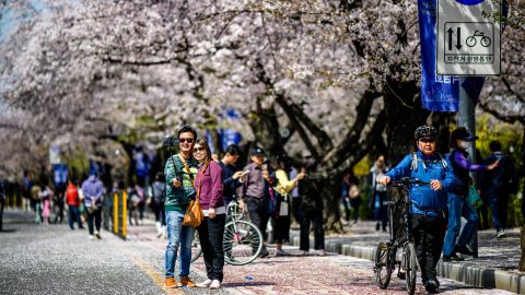 People walk beneath the cherry blossoms in full bloom along a street in Seoul on April 3, 2023. (Photo by ANTHONY WALLACE / AFP) (Photo by ANTHONY WALLACE/AFP via Getty Images)