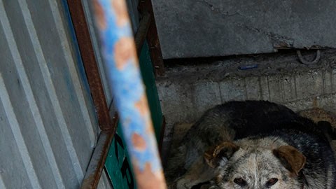 Rescate de perros