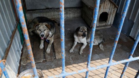 Rescate de perros