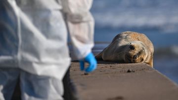 Employees of the National Fisheries and Aquaculture Service (Sernapesca) attempt to control a sea lion at a beach in La Serena, Chile on May 31, 2023. On the white sands of Isla Damas, in northern Chile, where tourists used to enjoy observing its rich fauna, today only sanitary brigades dressed in biosafety suits are seen searching for dead animals. Fear of bird flu forced the closure of the Humboldt Penguin National Reserve, in the Coquimbo region, where Damas Island is located and which is home to 56% of the reproductive pairs of this endemic species from Chile and Peru. As a result of the current bird flu crisis, 10% of the population of this penguin in Chile has died this year, according to the National Fisheries Service (Sernapesca). (Photo by MARTIN BERNETTI / AFP) (Photo by MARTIN BERNETTI/AFP via Getty Images)