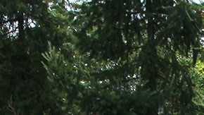 Miembros del grupo Wagner