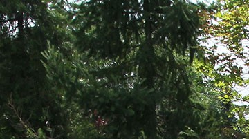 Miembros del grupo Wagner