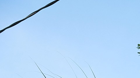 Florida reconoce el envío de inmigrantes a California, pero dice que fueron voluntariamente