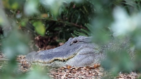 Adolescente de 13 años fue mordido por un caimán en un arroyo de Florida