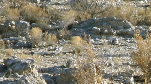 Altas temperaturas, un enemigo mortal en cruce irregular por la frontera, advierte Patrulla Fronteriza