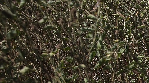 Entre los republicanos es más alto el rechazo a inmigrantes indocumentados.