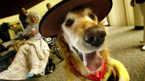 LOS ANGELES - OCTOBER 26: Trouper Hope, a Pet Assisted Therapy (PAT program) dog, wears a trooper Halloween costume as he visits with hospital patients including 58-year-old Virginia Madrigal (L) at the Torrance Memorial Medical Center October 26, 2004 in Los Angeles, California. The PAT program began at the hospital in 1990 to bring specially-trained therapy dogs to patients' bedsides twice each week. (Photo by David McNew/Getty Images)