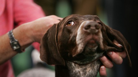 Hombre apuñala a perro en parque de Carolina del Norte y enfrenta cargos de delito grave