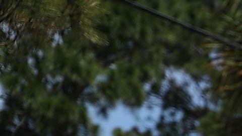 Exigen justicia por la muerte de una afroamericana asesinada por su vecina en Florida