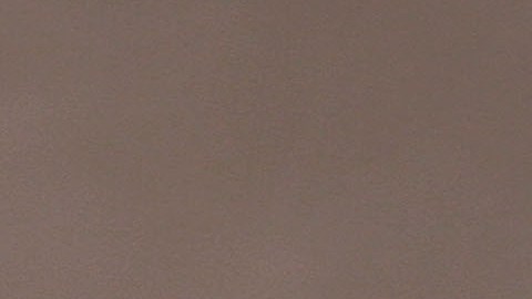 Hallan 146 perros muertos en la casa de Ohio de cofundadora del rescate de animales