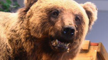 Un oso irrumpe en casa de Colorado, escala, entra por la ventana y devora comida de la familia