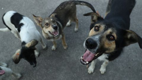 Hombre en México mata a golpes a dos perros, porque su pareja lo terminó tras sufrir agresiones