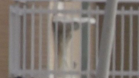 Un falso secuestro durante despedida de soltero genera pánico y denuncias en Italia