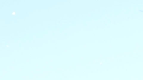 Jugadores de Tigres en festejo con el trofeo de campeón.