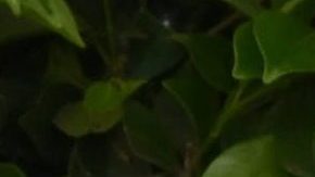 Karol G con directivos de Warner Music.