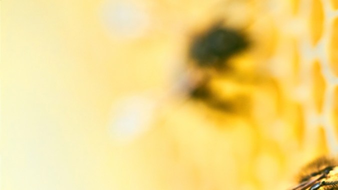 Qué hacer si te pica una abeja, según la Academia Americana de Dermatología