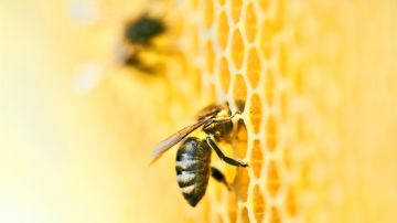 Qué hacer si te pica una abeja, según la Academia Americana de Dermatología