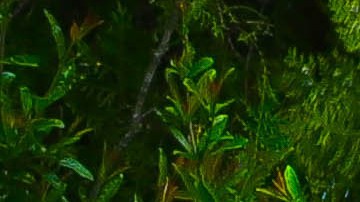 Las profecías de Baba Vanga son de las más famosas del mundo.