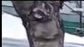 Sergio Colindres fue uno de los afortunados que si pudo votar.