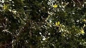 Manifestantes latinos protestaron en Tampa contra ley de inmigración de Florida