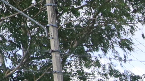 Tragedia en Honduras: Mueren al menos 41 reclusas "calcinadas” tras enfrentamiento entre pandillas