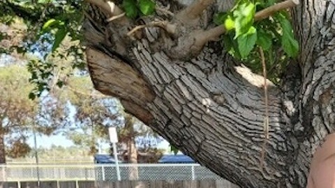 Walter Marroquín un joven papá, beneficiario de DACA celebrará el Día del Padre al lado de su esposa Amanda y su hijo Mason. (Cortesía)