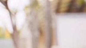 La maestra Angélica Mata es también cantante, guitarrista y maestra de Mariachi. (AMO/La Opinión y cortesía)