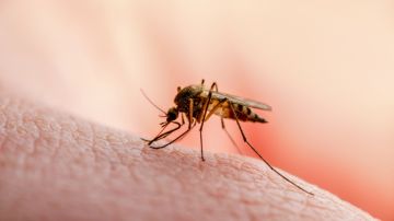 Malaria en Florida: los CDC confirman casos humanos de la enfermedad