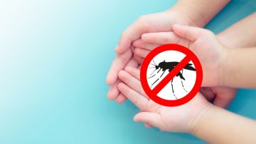 CDC emite alerta de malaria en Florida y Texas