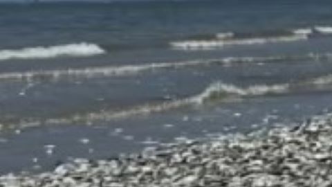 Miles de peces muertos en playa de Texas.
