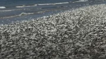 Miles de peces muertos en playa de Texas.