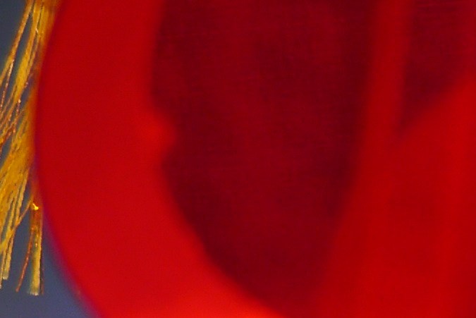 Las predicciones del horóscopo chino de hoy