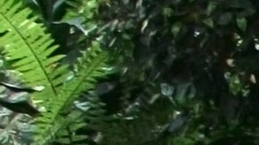 Silvia Pinal emite comunicado sobre su estado de salud