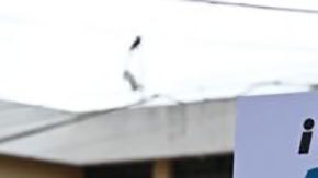 EE.UU., la UE y la OEA cuestionan la orden de la Corte de Constitucionalidad de Guatemala de no oficializar los resultados de las elecciones