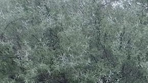 Hallazgo de fosas clandestinas