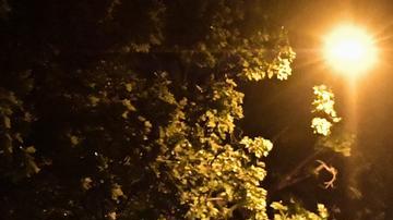 Francia: al menos 700 detenidos en disturbios nocturnos