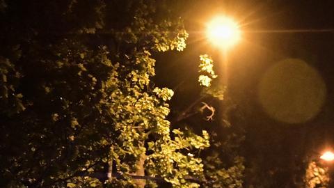 Francia: al menos 700 detenidos en disturbios nocturnos