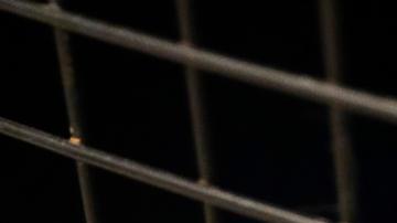 OMS alerta de un número "elevado" de gatos infectados con gripe aviar en Polonia