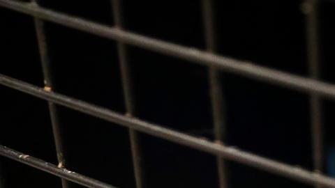 OMS alerta de un número "elevado" de gatos infectados con gripe aviar en Polonia