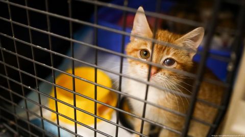 OMS alerta de un número "elevado" de gatos infectados con gripe aviar en Polonia