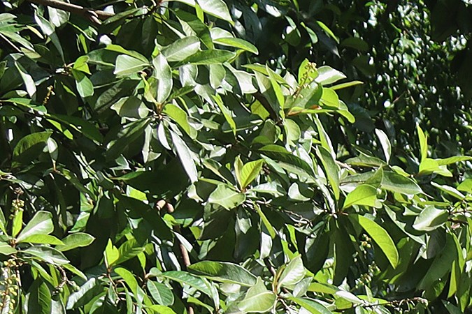 Cientos de inmigrantes esperan regularizar su situación migratoria pidiendo asilo en México.