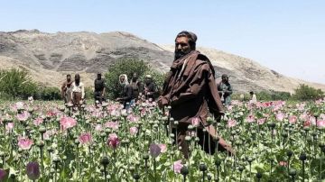 Una unidad antinarcóticos de los talibanes en la provincia de Nangarhar, en el este de Afganistán.