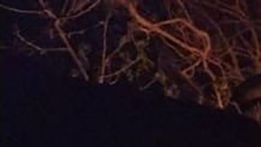 Violencia en Jalisco