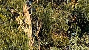 Tres cruces fueron quemadas en Sylmar Christian Fellowship Church.