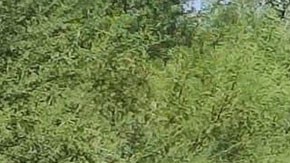 Violencia en México