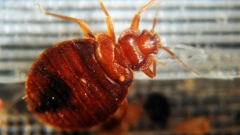 Bed bugs crawl around in a container on display during the 2nd National Bed Bug Summit in Washington, DC, February 2, 2011. In response to consumer concern about the rising incidence of bed bugs in the United States, the Federal Bed Bug Workgroup will hold the National Bed Bug Summit on February 1-2, 2011. During the meeting, panels will discuss bed bug initiatives, identify gaps in knowledge and outline suggested ideas for improving control on a community-wide basis. AFP PHOTO/Jewel Samad (Photo credit should read JEWEL SAMAD/AFP via Getty Images)