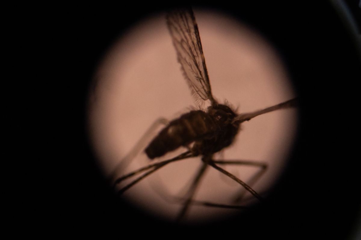 New malaria case in Florida brings national total to 8