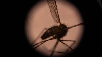 Nuevo caso de malaria en Florida eleva el total nacional a 8