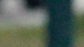 Niño de 8 años sobrevivió al ataque de un puma en el Parque Nacional Olympic